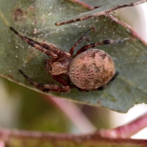 Salsa fuliginata at Casey, ACT - 25 Nov 2023 04:13 PM