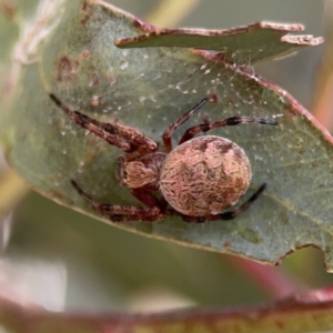 Salsa fuliginata at Casey, ACT - 25 Nov 2023 04:13 PM