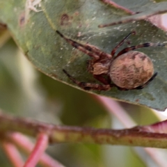 Salsa fuliginata at Casey, ACT - 25 Nov 2023 04:13 PM