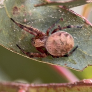 Salsa fuliginata at Casey, ACT - 25 Nov 2023 04:13 PM