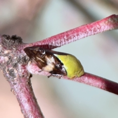 Chaetophyes compacta (Tube spittlebug) at Casey, ACT - 25 Nov 2023 by Hejor1