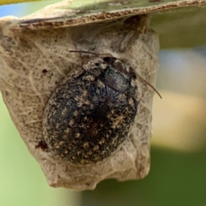 Trachymela sp. (genus) at Casey, ACT - 25 Nov 2023