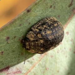 Trachymela sp. (genus) at Casey, ACT - 25 Nov 2023