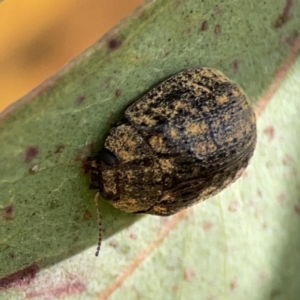 Trachymela sp. (genus) at Casey, ACT - 25 Nov 2023