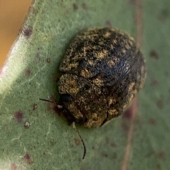 Trachymela sp. (genus) at Casey, ACT - 25 Nov 2023