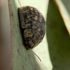 Trachymela sp. (genus) at Casey, ACT - 25 Nov 2023
