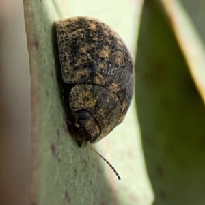 Trachymela sp. (genus) at Casey, ACT - 25 Nov 2023