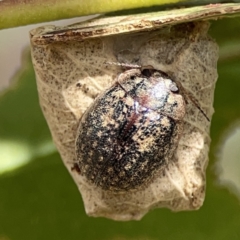 Trachymela sp. (genus) at Casey, ACT - 25 Nov 2023