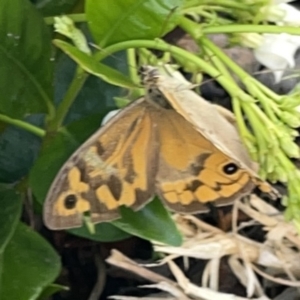 Heteronympha merope at Casey, ACT - 25 Nov 2023 04:24 PM