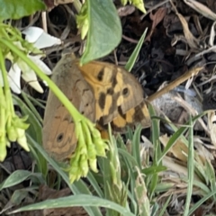 Heteronympha merope at Casey, ACT - 25 Nov 2023 04:24 PM