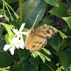 Heteronympha merope at Casey, ACT - 25 Nov 2023 04:24 PM