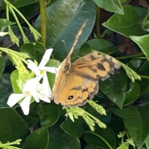 Heteronympha merope at Casey, ACT - 25 Nov 2023