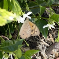 Heteronympha merope at Casey, ACT - 25 Nov 2023 04:24 PM