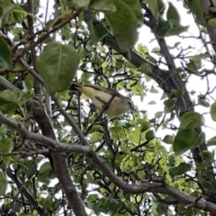 Acanthiza chrysorrhoa at Casey, ACT - 25 Nov 2023