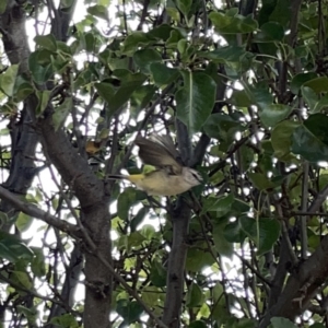 Acanthiza chrysorrhoa at Casey, ACT - 25 Nov 2023