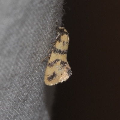 Psaroxantha undescribed species (A concealer moth (Wingia group)) at Higgins, ACT - 27 Dec 2022 by AlisonMilton
