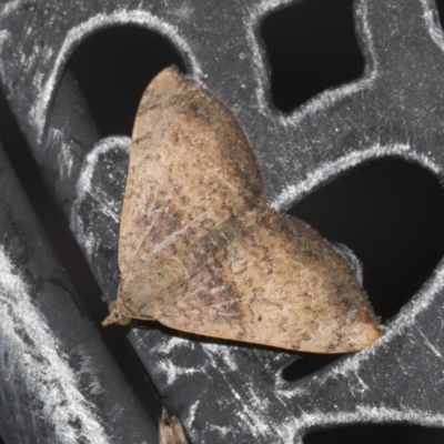 Chrysolarentia mecynata (Mecynata Carpet Moth) at Higgins, ACT - 26 Dec 2022 by AlisonMilton