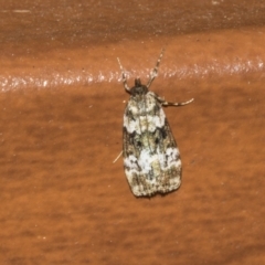 Eudonia protorthra (A Scopariine moth) at Higgins, ACT - 25 Dec 2022 by AlisonMilton