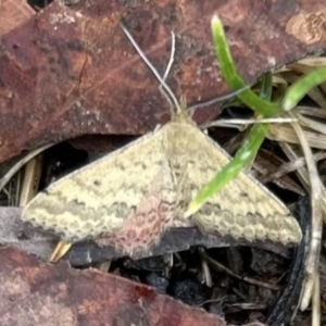 Scopula rubraria at Higgins Woodland - 25 Nov 2023