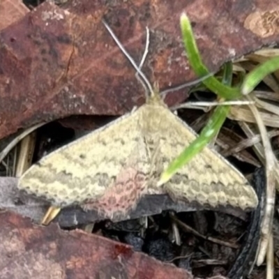 Scopula rubraria (Reddish Wave, Plantain Moth) at Higgins Woodland - 25 Nov 2023 by Jillw