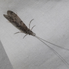 Leptoceridae sp. (family) at Higgins, ACT - 27 Dec 2022