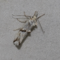 Heliocosma argyroleuca (A tortrix or leafroller moth) at Higgins, ACT - 23 Dec 2022 by AlisonMilton