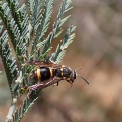 Paralastor sp. (genus) (Potter Wasp) at Murrumbateman, NSW - 25 Nov 2023 by SimoneC