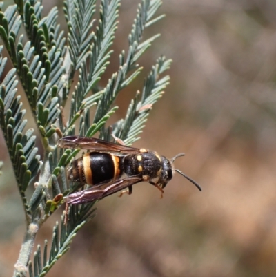 Paralastor sp. (genus) (Potter Wasp) at Murrumbateman, NSW - 25 Nov 2023 by SimoneC