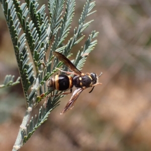 Paralastor sp. (genus) at Murrumbateman, NSW - 25 Nov 2023