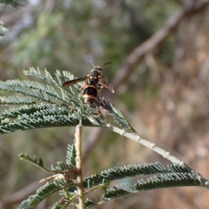 Paralastor sp. (genus) at Murrumbateman, NSW - 25 Nov 2023