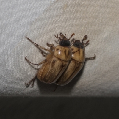 Cyclocephala signaticollis (Argentinian scarab) at Higgins, ACT - 24 Dec 2022 by AlisonMilton