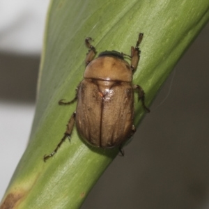 Cyclocephala signaticollis at Higgins, ACT - 24 Dec 2022