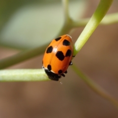 Hippodamia variegata (Spotted Amber Ladybird) at Murrumbateman, NSW - 25 Nov 2023 by SimoneC