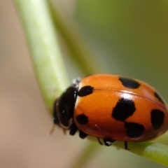 Hippodamia variegata at Murrumbateman, NSW - 25 Nov 2023