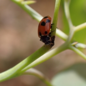 Hippodamia variegata at Murrumbateman, NSW - 25 Nov 2023