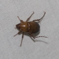 Unidentified Scarab beetle (Scarabaeidae) at Higgins, ACT - 2 Jan 2023 by AlisonMilton