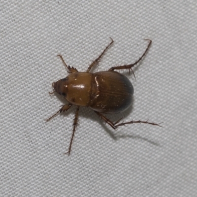 Unidentified Scarab beetle (Scarabaeidae) at Higgins, ACT - 2 Jan 2023 by AlisonMilton
