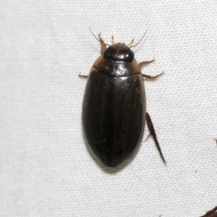 Cybister tripunctatus (A diving beetle) at Higgins, ACT - 2 Jan 2023 by AlisonMilton
