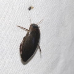 Cybister tripunctatus at Higgins, ACT - 2 Jan 2023 10:06 PM