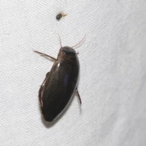 Cybister tripunctatus at Higgins, ACT - 2 Jan 2023 10:06 PM