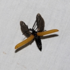 Porrostoma sp. (genus) (Lycid, Net-winged beetle) at Higgins, ACT - 2 Jan 2023 by AlisonMilton
