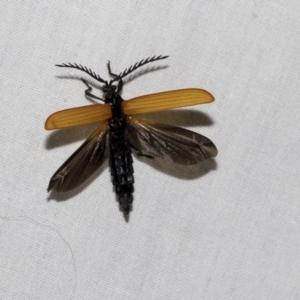 Porrostoma sp. (genus) at Higgins, ACT - 2 Jan 2023 10:09 PM