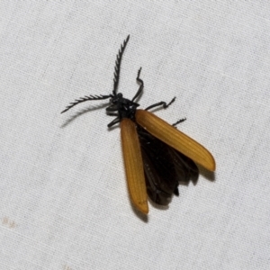 Porrostoma sp. (genus) at Higgins, ACT - 2 Jan 2023 10:09 PM