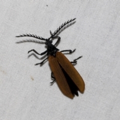 Porrostoma sp. (genus) at Higgins, ACT - 2 Jan 2023 10:09 PM