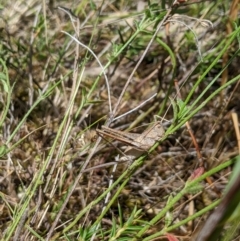 Lanciana montana at Nangus, NSW - 22 Nov 2023 11:42 AM