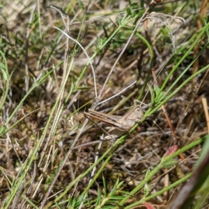 Lanciana montana at Nangus, NSW - 22 Nov 2023 11:42 AM