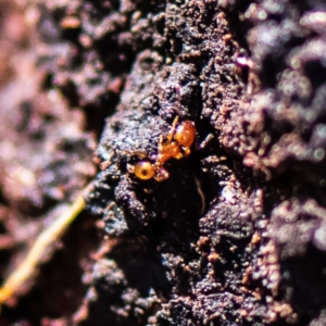 Formicidae (family) at Higgins Woodland - 25 Nov 2023 07:26 PM