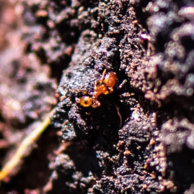 Formicidae (family) (Unidentified ant) at Higgins Woodland - 25 Nov 2023 by Untidy