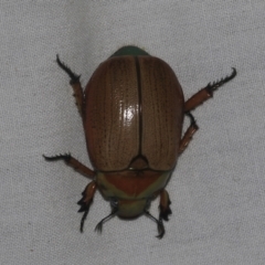 Anoplognathus brunnipennis (Green-tailed Christmas beetle) at Higgins, ACT - 26 Dec 2022 by AlisonMilton