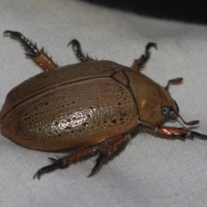 Anoplognathus sp. (genus) at Higgins, ACT - 25 Dec 2022 07:21 AM